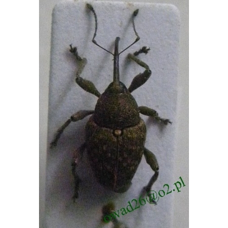 Curculio nucum Linnaeus, 1758 Słonik orzechowiec